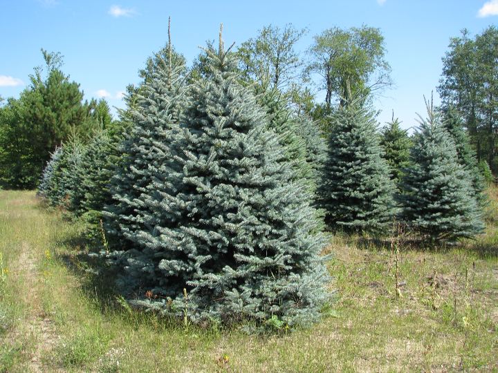 Blue Spruce | Wholesale Christmas Trees
