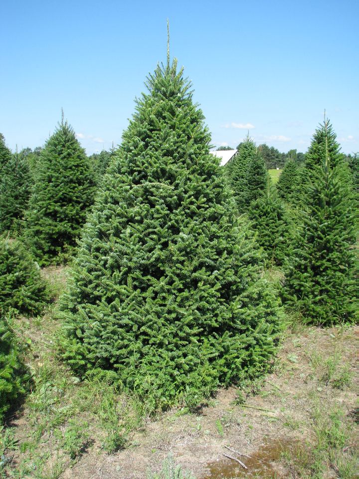 Canaan / Balsam Fir | Wholesale Christmas Trees