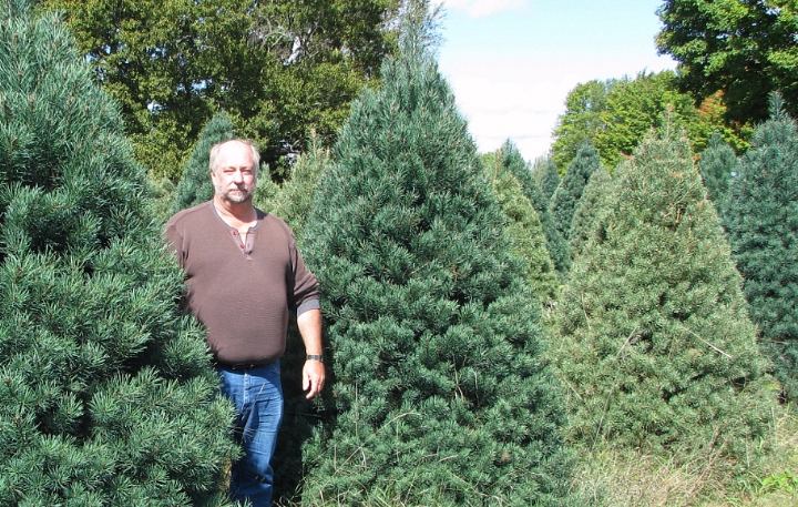 Scotch Pine Christmas Tree | Christmas Ideas For Her 2020
