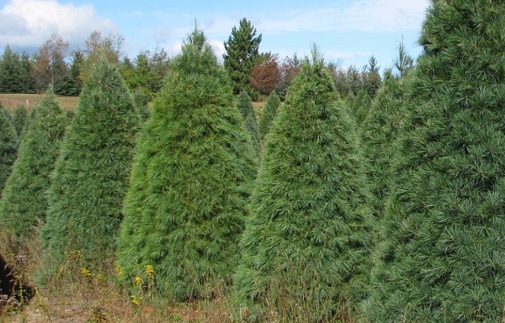 White Pine | Wholesale Christmas Trees