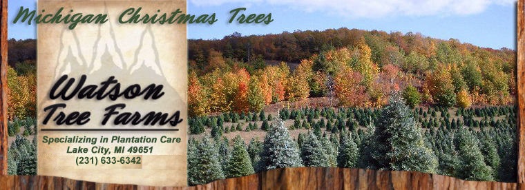 Wholesale Christmas Trees